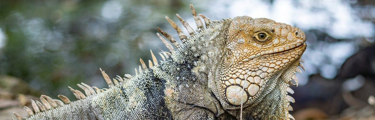 iguana, reptile, mammal-8084900.jpg