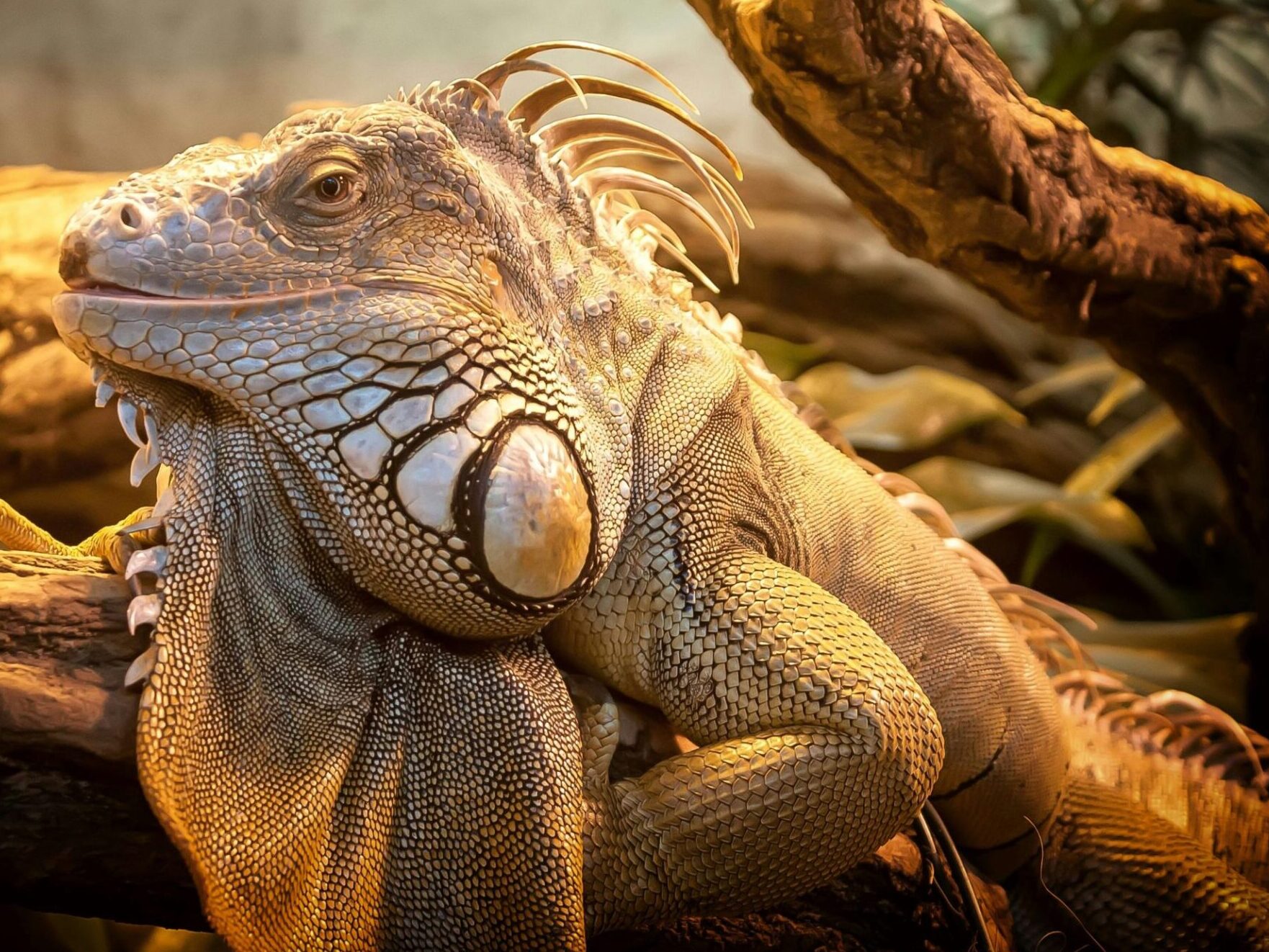 Du har IKKE en reptilhjerne